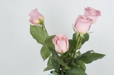 Beyaz arka planda güzel pembe güller