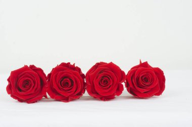 rosa , flor ,  patalos , ramo, floristeria, mujer , rojo , flora, fauna , celebrar , fiesta  , 