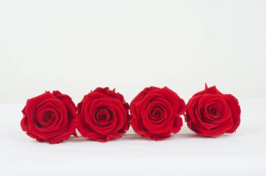 rosa , flor ,  patalos , ramo, floristeria, mujer , rojo , flora, fauna , celebrar , fiesta  , 
