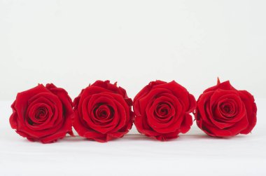 rosa , flor ,  patalos , ramo, floristeria, mujer , rojo , flora, fauna , celebrar , fiesta  , 
