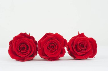 rosa , flor ,  patalos , ramo, floristeria, mujer , rojo , flora, fauna , celebrar , fiesta  , 