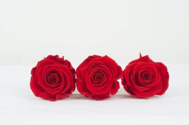 rosa , flor ,  patalos , ramo, floristeria, mujer , rojo , flora, fauna , celebrar , fiesta  , 