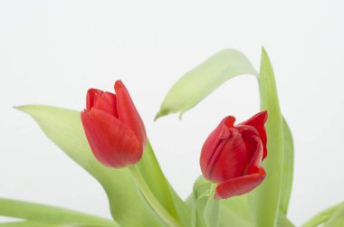 laleler flores regalar primavera parkı 