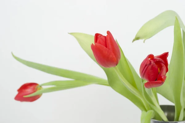Tulipanes Flores Regalar Primavera Parque — Zdjęcie stockowe