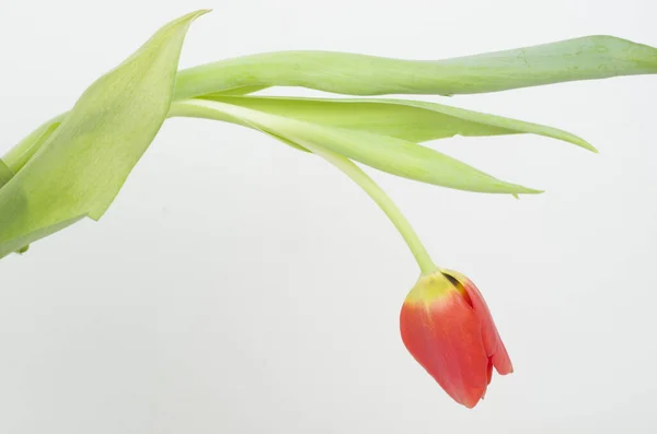 Tulipanes Flores Regalar Primavera Parque — Fotografia de Stock
