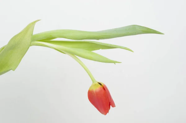 Tulipanes Flores Regalar Primavera Parque — Fotografia de Stock