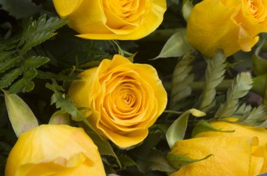 flores , ucranuia naturalesa , rosas  amarilla   bandera  hguerra   paz   