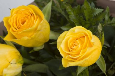 flores , ucranuia naturalesa , rosas  amarilla   bandera  hguerra   paz   