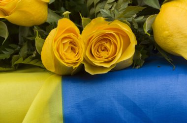 flores , ucranuia naturalesa , rosas  amarilla   bandera  hguerra   paz   