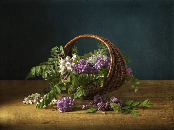 アカシアの花のある静物 — ストック写真