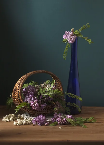 Bodegón con flores de acacia — Foto de Stock