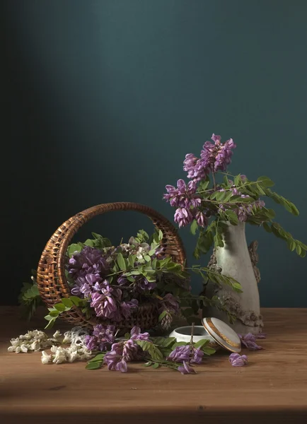 Akasya çiçekli natürmort — Stok fotoğraf