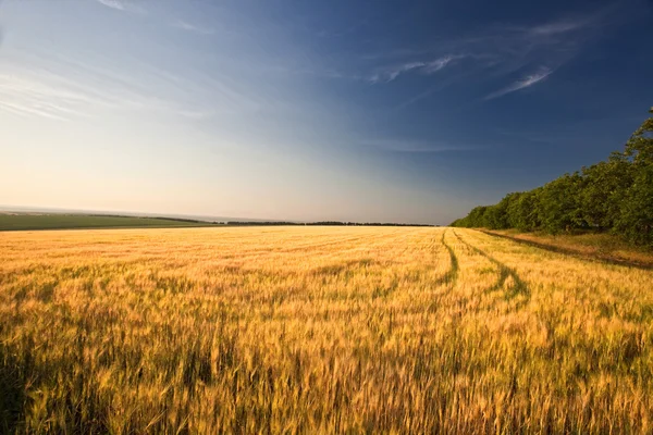 Campo di grano — Foto Stock