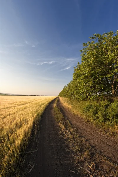 Field of barley — Stock Photo, Image