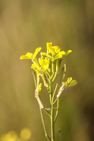 Wildblumen — Stockfoto