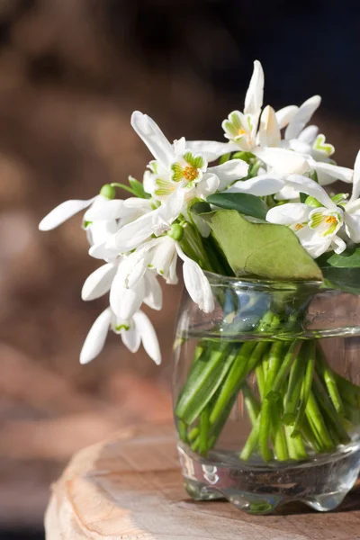 Bouquet de fleurs de chute de neige Images De Stock Libres De Droits