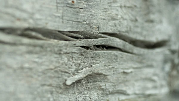 Legno vecchio — Foto Stock