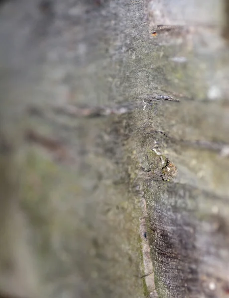 Legno vecchio — Foto Stock