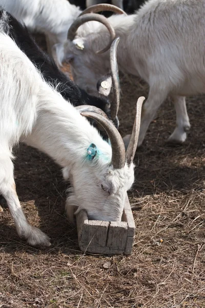 Goats — Stock Photo, Image