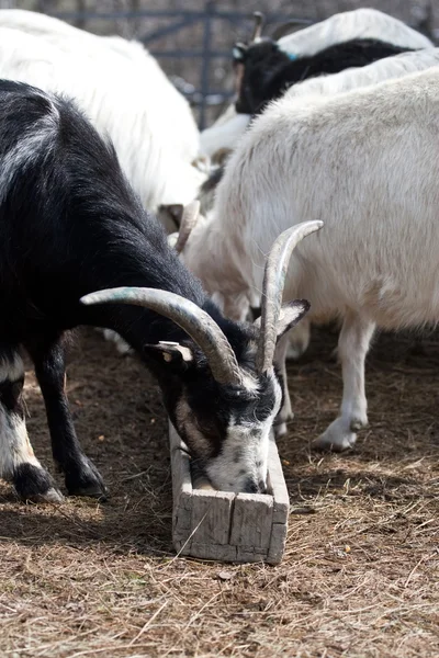 Cabras —  Fotos de Stock