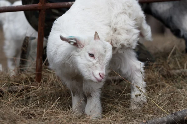 Goats — Stock Photo, Image