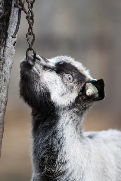 Goat — Stock Photo, Image