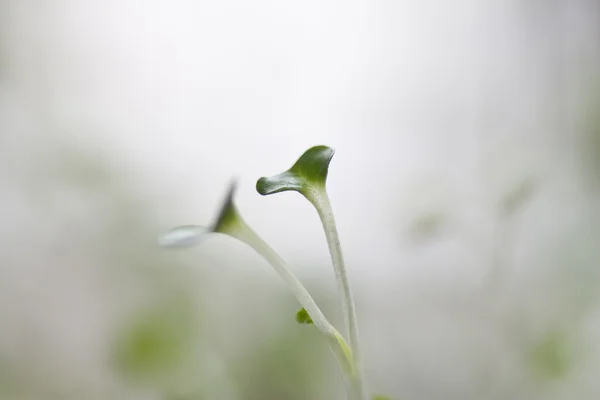 Jonge sprout — Stockfoto