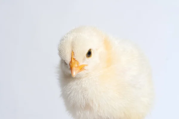Kleines Huhn isoliert auf dem weißen — Stockfoto
