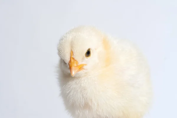 Little chicken isolated on the white — Stock Photo, Image