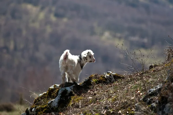 Goat — Stock Photo, Image