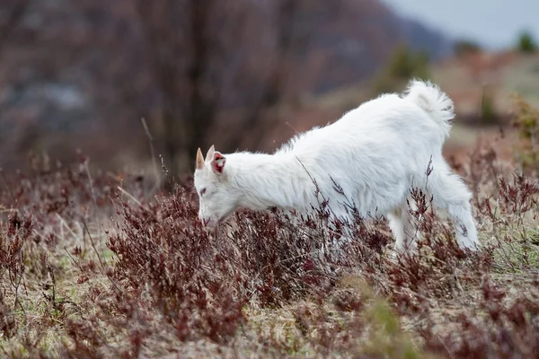 Goat — Stock Photo, Image