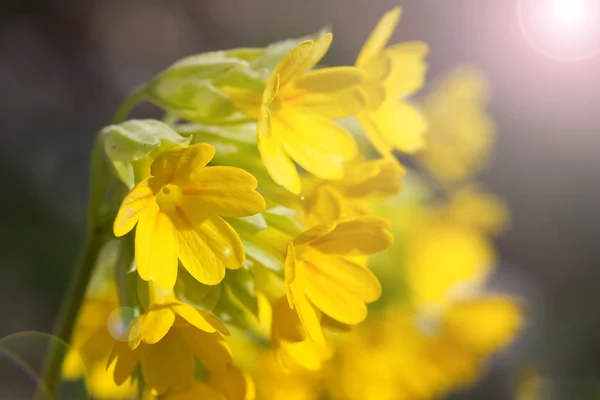 Gelbe Blüten — Stockfoto