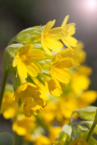 Gelbe Blüten — Stockfoto