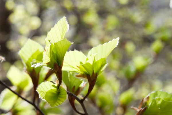 Nuove foglie verdi fresche — Foto Stock