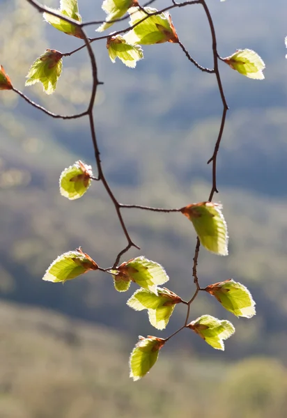 Nuove foglie verdi fresche — Foto Stock