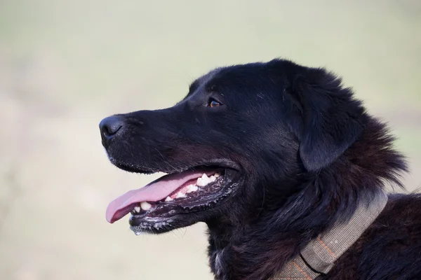 Montain dog — Stock Photo, Image