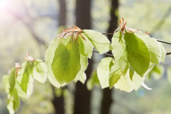 Färska nya gröna blad — Stockfoto