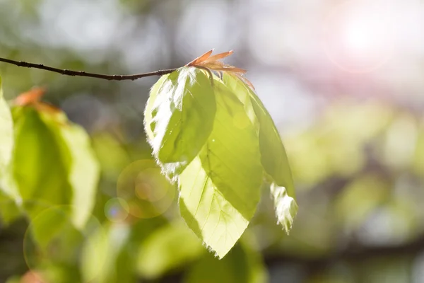 Gröna blad — Stockfoto