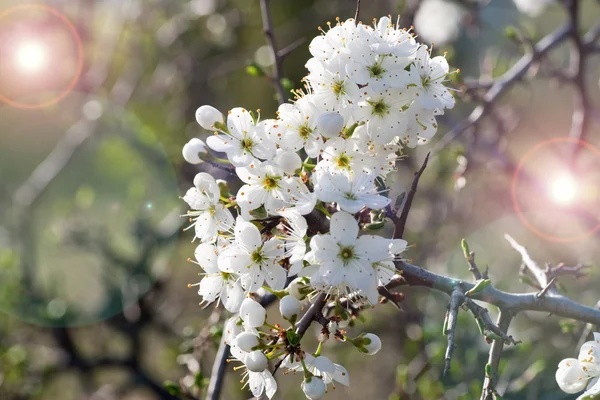 Prunus — Stock Photo, Image