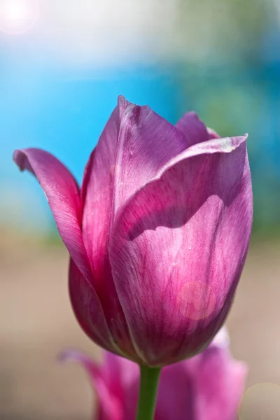 Tulpe — Stockfoto