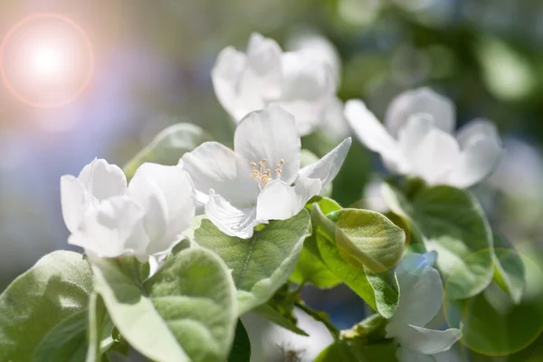 美しい開花マルメロ — ストック写真