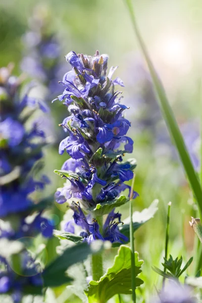 Wild flowers — Stock Photo, Image