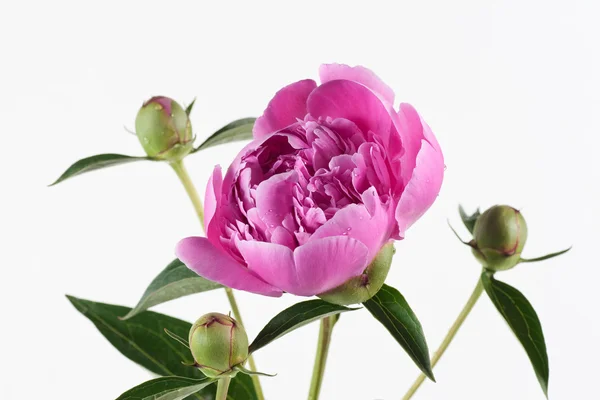 Bujor roz — Fotografie, imagine de stoc