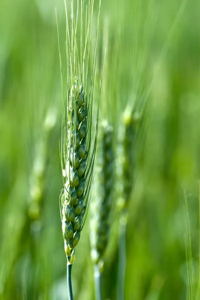 밀 귀 — 스톡 사진