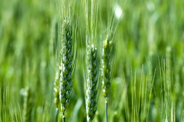 Пшеничні колоски — стокове фото