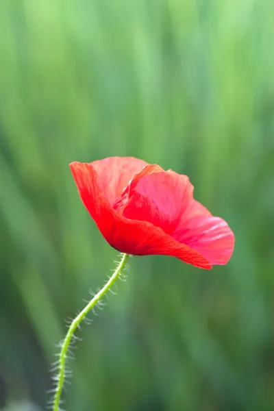 Amapola —  Fotos de Stock