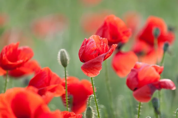 Poppy pole — Stock fotografie