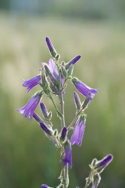 Wild bluebell blommor — Stockfoto