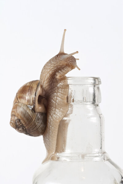 Садовая улитка
