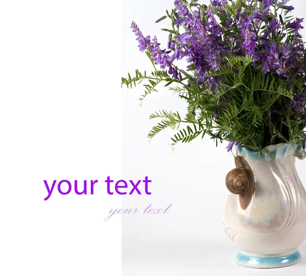 Flowers & snail — Stock Photo, Image